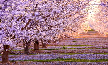 SAKURA ZAMANI BÜYÜK JAPONYA+ SEUL TURU