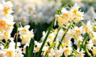 KARABURUN NERGİS FESTİVALİ TURU