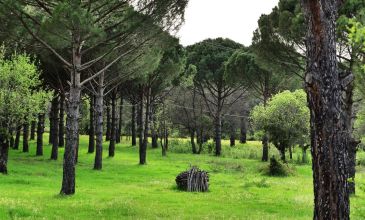 05 MAYIS 2026 BERGAMA ANTİK KENTİ-DİKİLİ